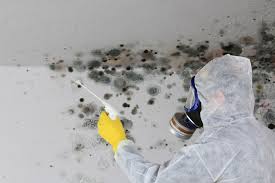 Best Environmental Consulting for Mold Prevention  in Rigby, ID